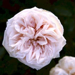 Nye udgivelser 11 'Souvenier De La Malmaison' Rosa Bourboniana 'Souvenier De La Malmaison' (Bourbonrose) A-Kvalitet,- Barrods Roser Min. 3 Grene