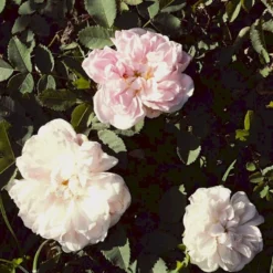 'Stanwell Perpetual' Rosa Pimpinellifolia 'Stanwell Perpetual' (Klitrose) A-Kvalitet,- Barrods Roser Min. 3 Grene -GrønGlæde Salgsbutik p905 52908 rosa pimpinellifolia stanwell perpetual buskrose 4fe9