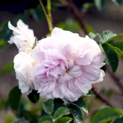 'Stanwell Perpetual' Rosa Pimpinellifolia 'Stanwell Perpetual' (Klitrose) A-Kvalitet,- Barrods Roser Min. 3 Grene -GrønGlæde Salgsbutik p905 52909 rosa pimpinellifolia stanwell perpetual buskrose 8483