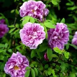 Rynket Rose 'Thérèse Bugnet' Rosa Rugosa 'Thérèse Bugnet' A-Kvalitet,- Barrods Roser Min. 3 Grene -GrønGlæde Salgsbutik p906 52282 rosa rugosa therese bugnet 13c7