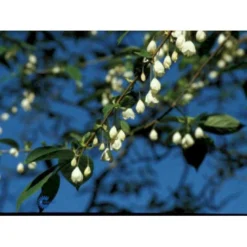 Halesia Carolina Sneklokketræ Med Klump,- 125-150 Cm.