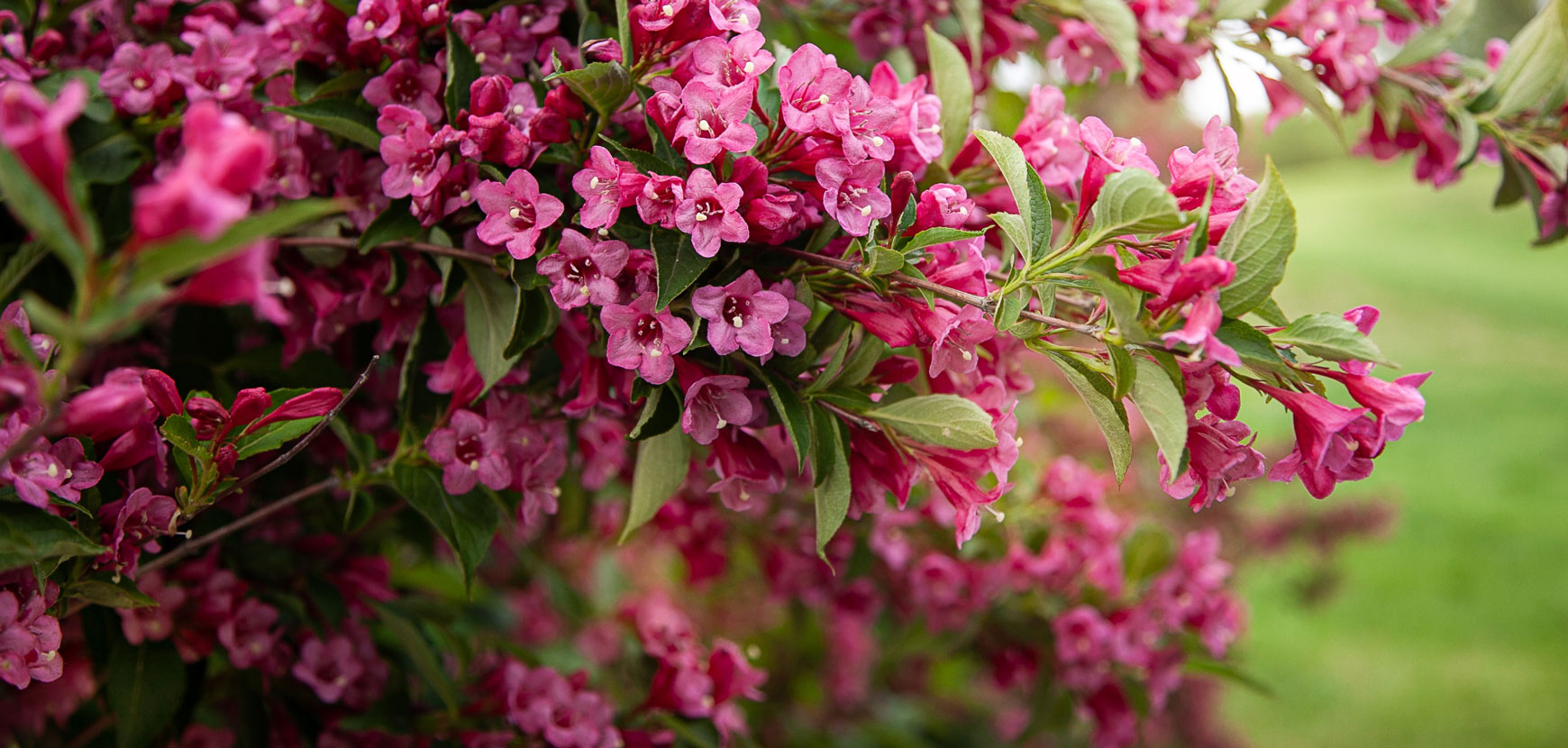 Forside -GrønGlæde Salgsbutik banner1003