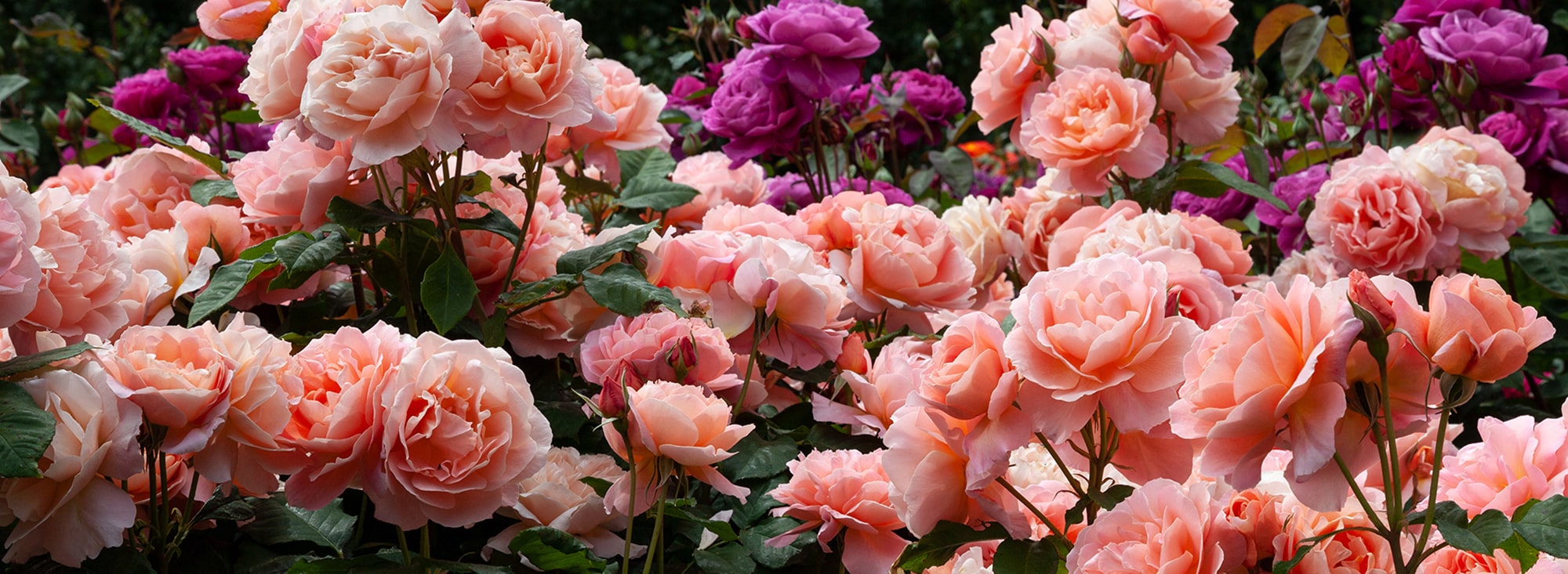 Forside -GrønGlæde Salgsbutik banner975